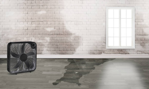 Best Mold removal after water damage  in Lansdowne, PA